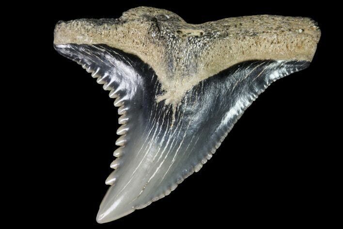 Hemipristis Shark Tooth Fossil - Virginia #96545